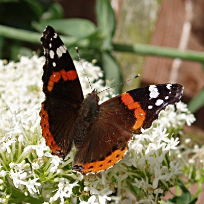 Picture of Red Admiral Butterfly, © Mike Draycott